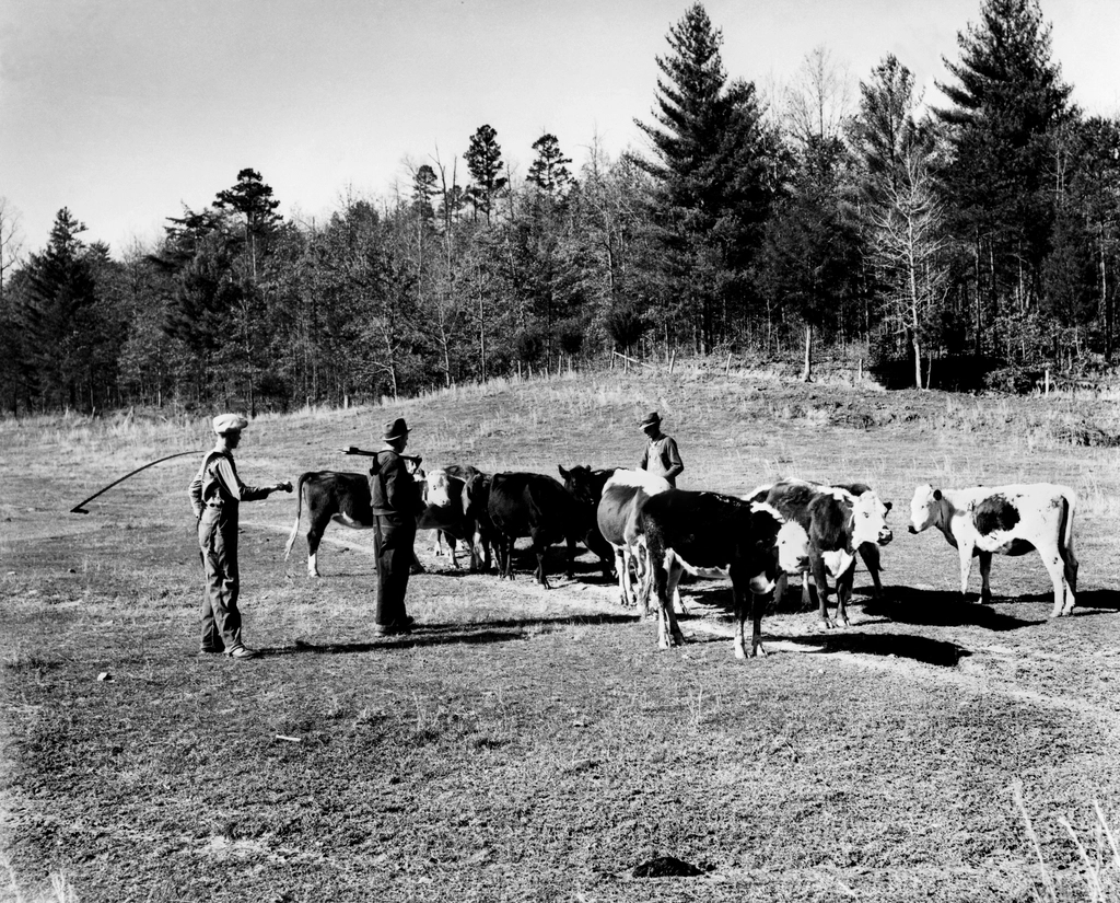 Cattle Farmers Pre Oak Ridge